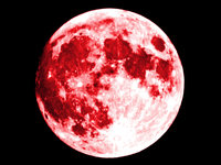 RED MOON Perfume Oil - Red Musk, Hibiscus, Dark Currants - Fantasy Perfume