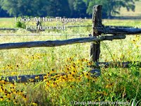 Look at the Flowers Perfume Oil - Bright Sunflowers, Roasted Pecans, Sugar, Pastry, Woods, Gunpowder - The Walking Dead Inspired