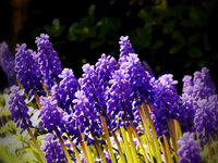 TUPELO HONEY™ Perfume Oil — Spring Fragrance — Hyacinth, Apricot, Honey, Oud