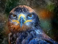 Kestrels Call™ — Perfume Oil — Cat's Lost Scents — Christmas Perfume 