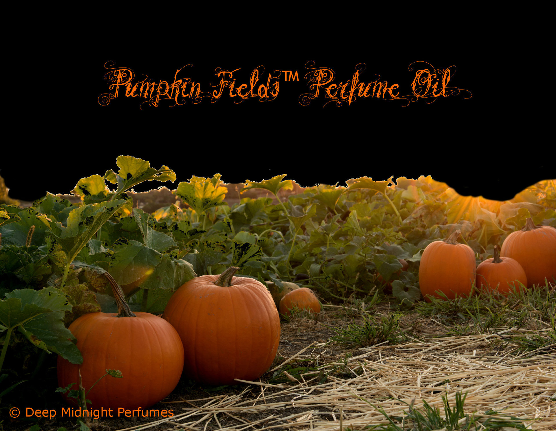 PUMPKIN FIELDS™ Perfume Oil - Vetiver, Vines, Artemisia, Fresh Pumpkin, Birch Wood, Spice - Halloween Perfume - Pumpkin Perfume - Fall Scent