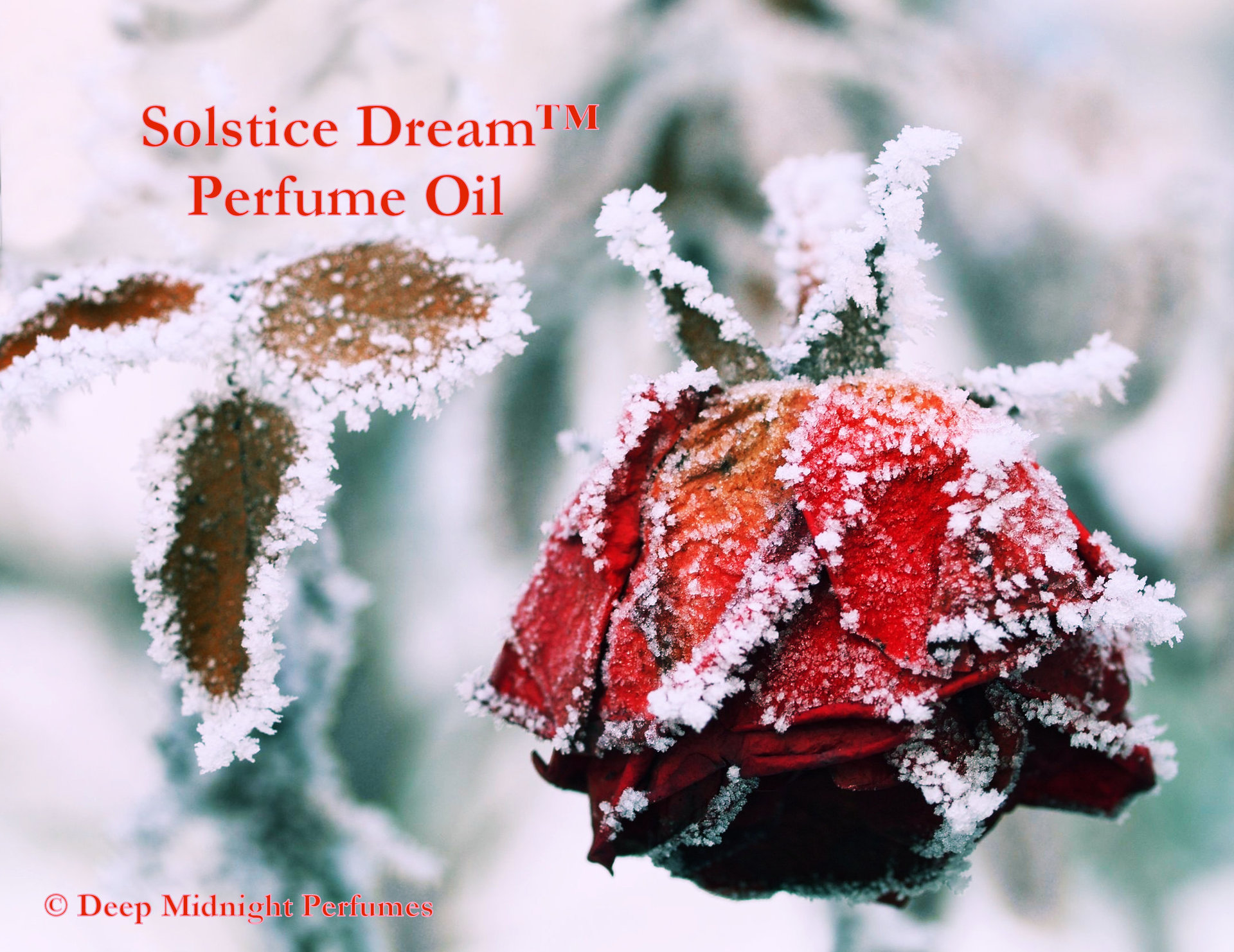 SOLSTICE DREAM™ Perfume Oil -NEW- Birch, Cedar, Clove, Mandarin Orange, Cardamom, Rose, and Ozone - Winter Perfume - Christmas Perfume