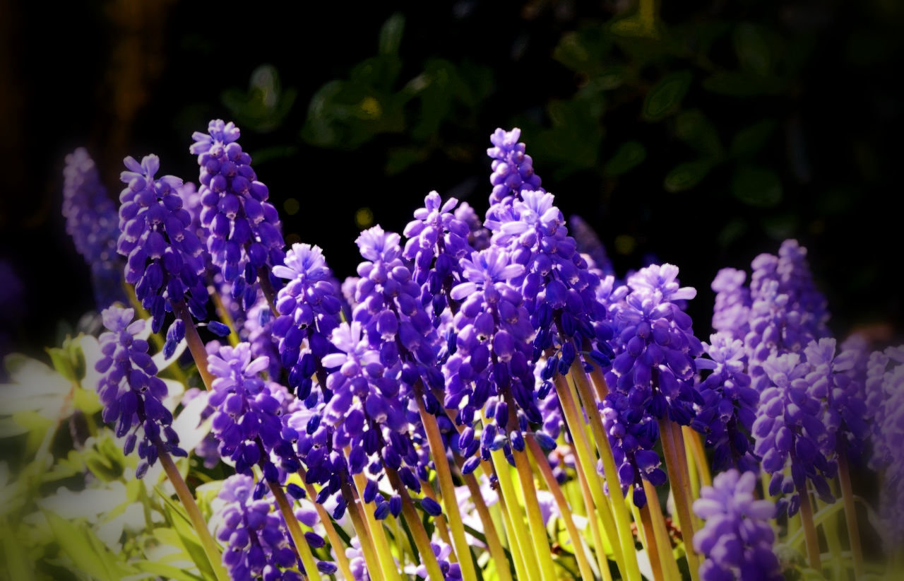 TUPELO HONEY™ Perfume Oil — Spring Fragrance — Hyacinth, Apricot, Honey, Oud