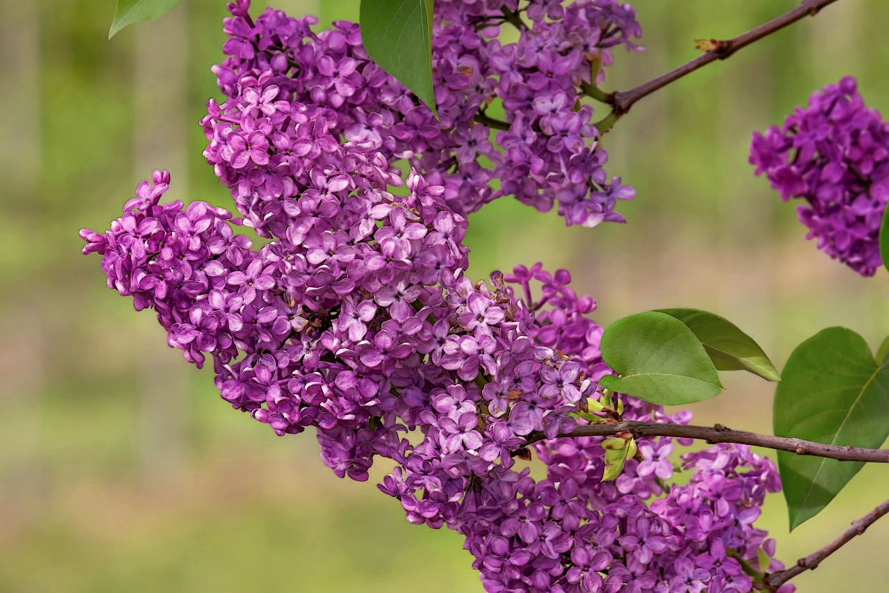 THE PURPLE AND THE RED™ Perfume Oil — Spring Fragrance — Lilac, Nag Champa, Heliotrope, Musk