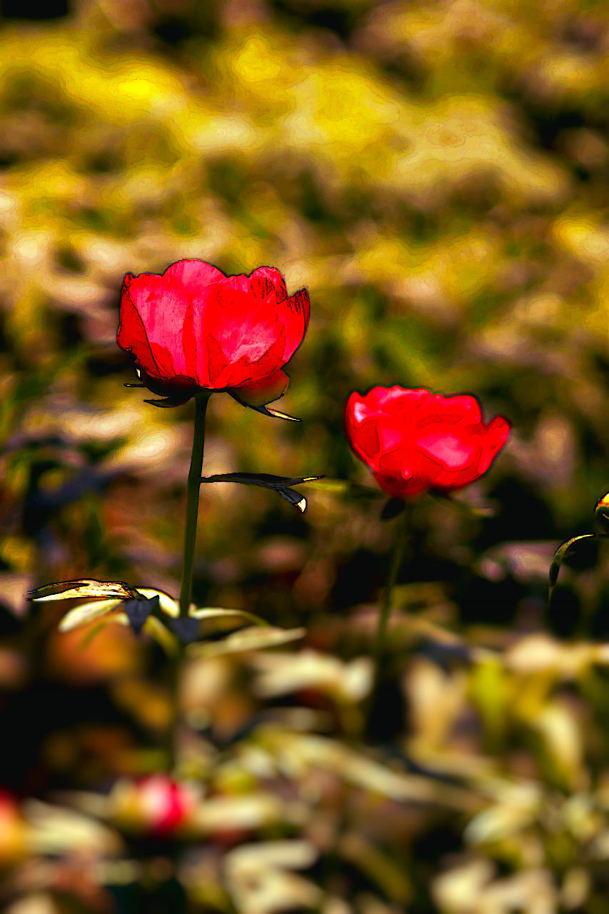 THANKS FOR THE PEONIES™ Perfume Oil — Spring Fragrance — Peony, Sandalwood, Strawberry, Musk