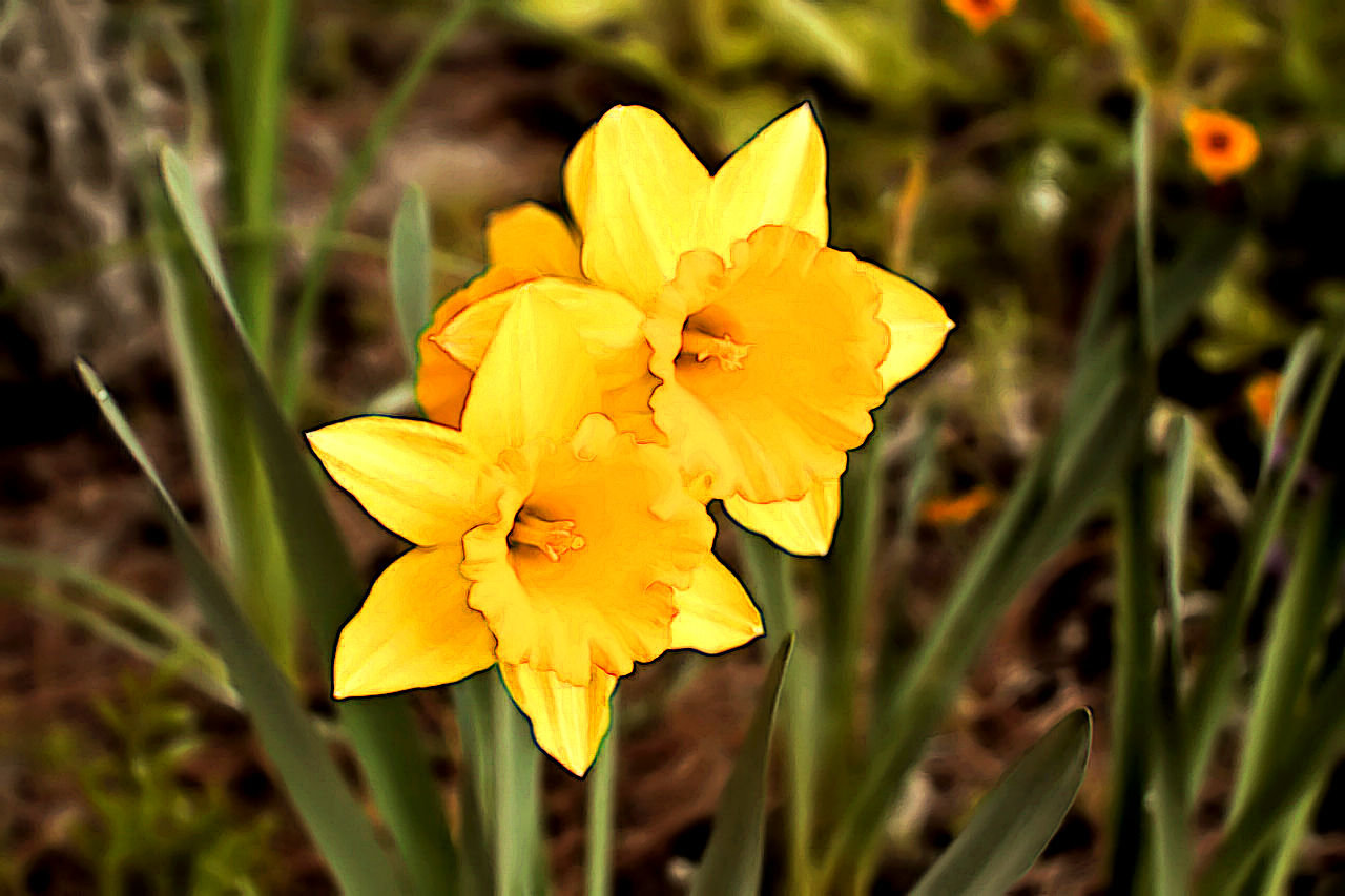 DANCE OF THE DAFFODILS™ Perfume Oil — Spring Fragrance — Daffodil, Sandalwood, Violet, Lavender, Musk