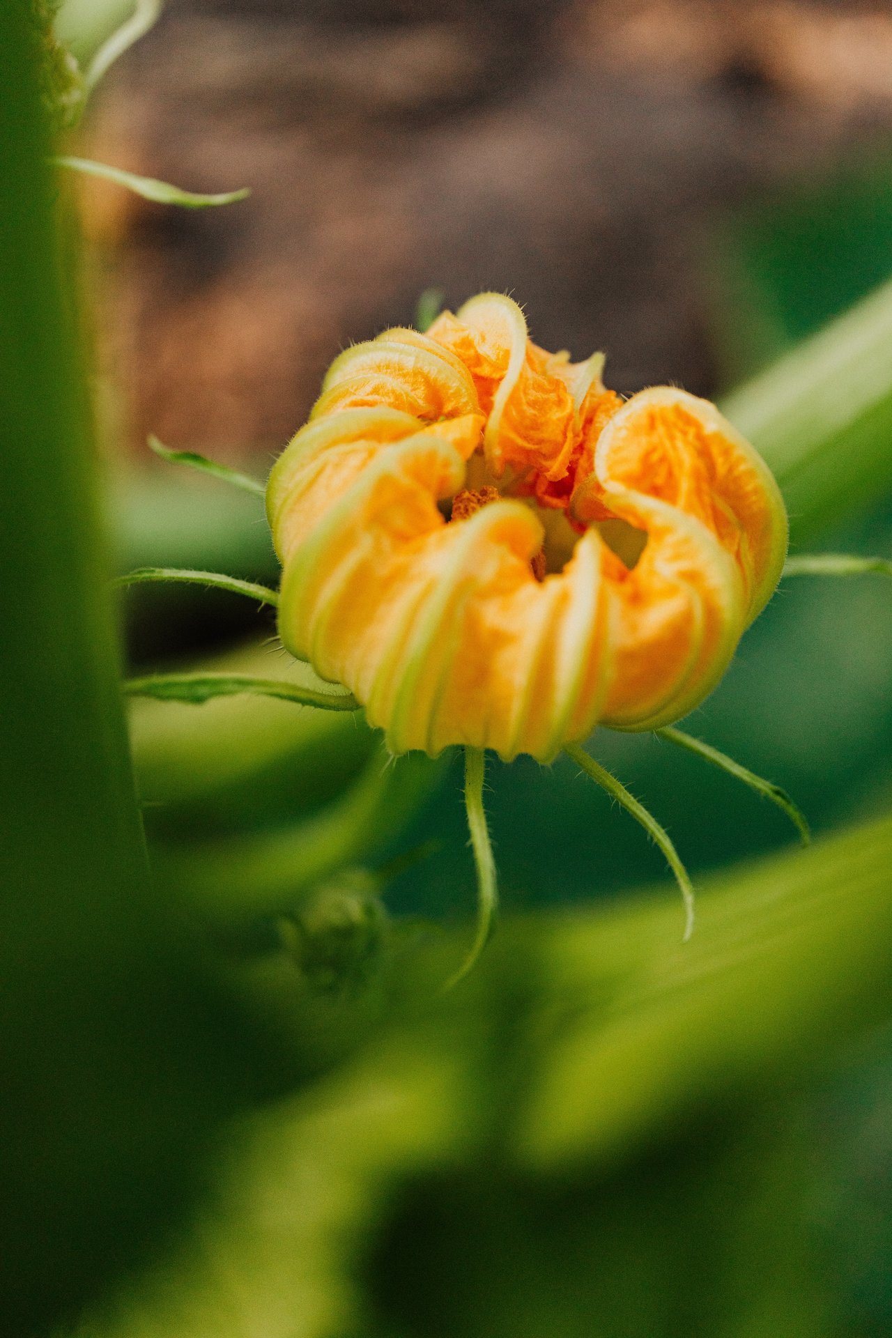 Pumpkins & Petals™ — Perfume Oil