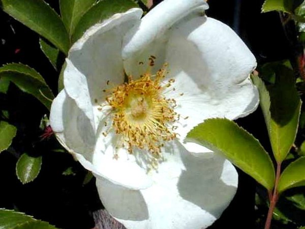 CHEROKEE ROSE Perfume Oil - Cherokee Rose, Tuberose, Soft Florals - Walking Dead Inspired