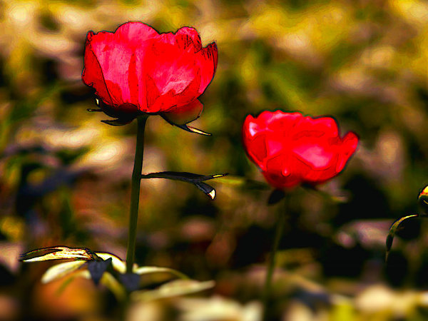 THANKS FOR THE PEONIES™ Perfume Oil — Spring Fragrance — Peony, Sandalwood, Strawberry, Musk