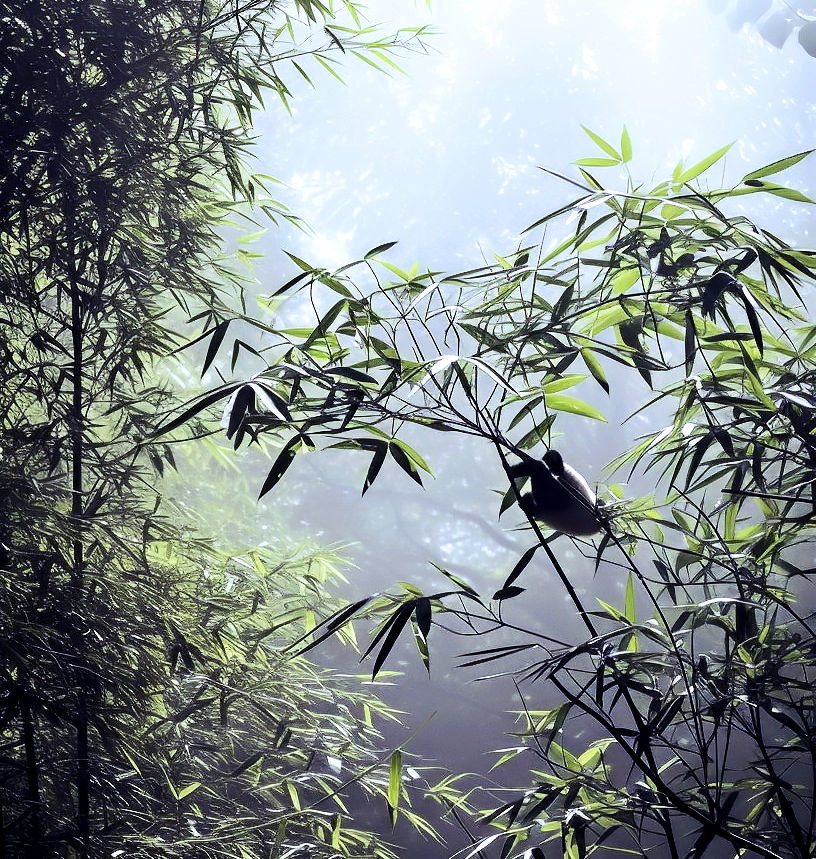 BAMBOO SUGAR POTENTIAL™ Perfume Oil — Spring Fragrance — bamboo flower, vanilla, cassis